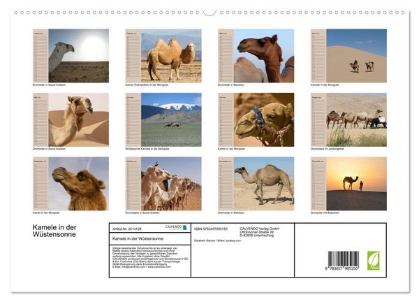 Produktbild: Kamele in der W&uuml;stensonne (hochwertiger Premium Wandkalender 2026 DIN A2 quer), Kunstdruck in Hochglanz