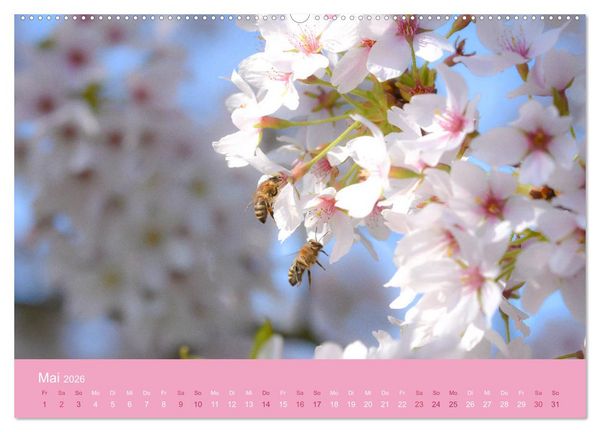 Produktbild: Zarte Kirschbl&uuml;ten - Berauschende Gedankend&uuml;fte (Wandkalender 2026 DIN A2 quer), CALVENDO Monatskalender
