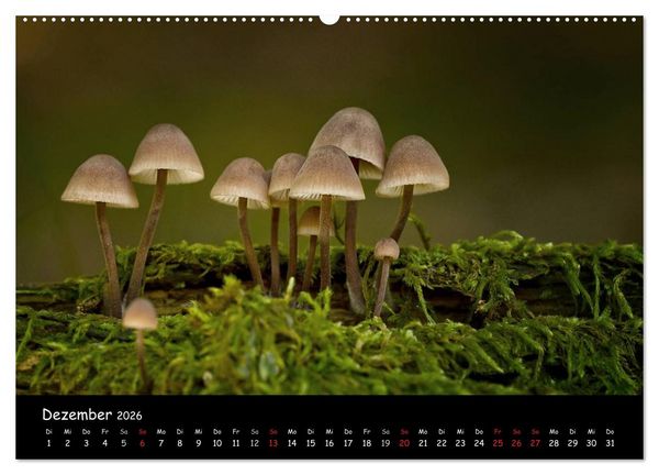 Produktbild: Pilzgalerie (hochwertiger Premium Wandkalender 2026 DIN A2 quer), Kunstdruck in Hochglanz