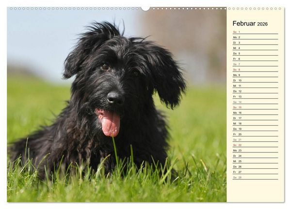 Produktbild: Altdeutsche H&uuml;tehunde - Fast vergessen (Wandkalender 2026 DIN A2 quer), CALVENDO Monatskalender