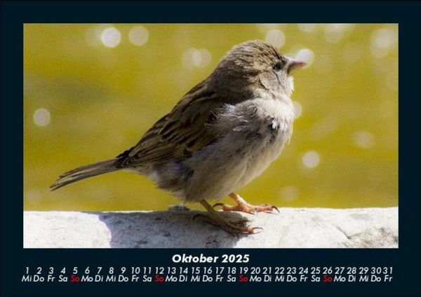 Produktbild: Vogelparadies 2025 Fotokalender DIN A5