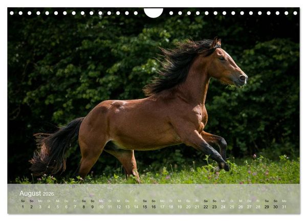 Produktbild: Pferde - Anmut und St&auml;rke gepaart mit Magie (Wandkalender 2026 DIN A4 quer), CALVENDO Monatskalender