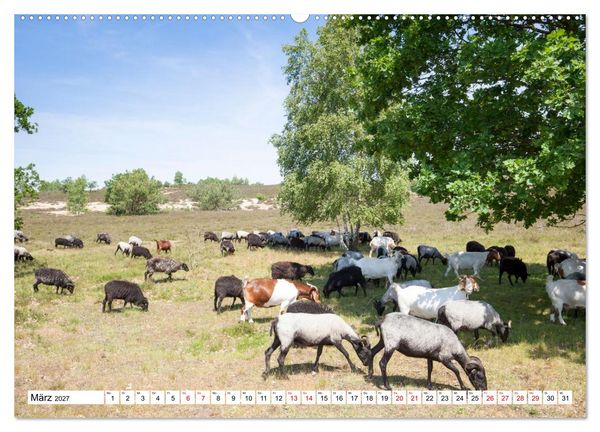 Produktbild: Radland Deutschland - L&uuml;neburger Heide (hochwertiger Premium Wandkalender 2027 DIN A2 quer), Kunstdruck in Hochglanz
