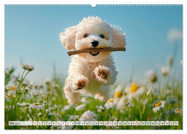 Produktbild: Lieblingshund Pudel (Wandkalender 2027 DIN A2 quer), CALVENDO Monatskalender