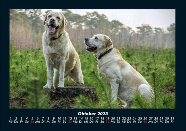 Produktbild: Hunde 2025 Fotokalender DIN A4