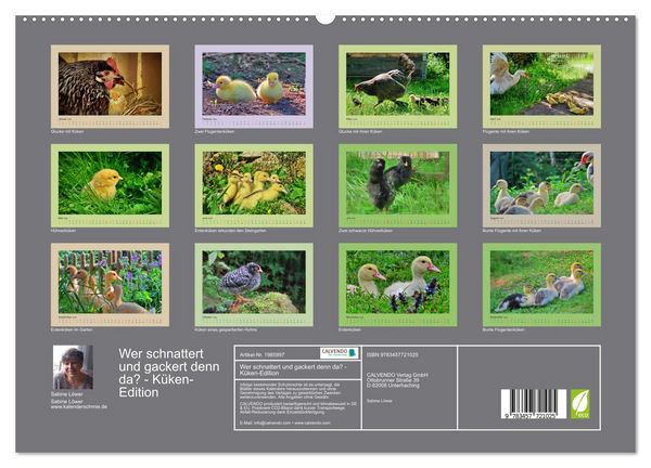Produktbild: Wer schnattert und gackert denn da? - K&uuml;ken-Edition (hochwertiger Premium Wandkalender 2026 DIN A2 quer), Kunstdruck in Hochglanz
