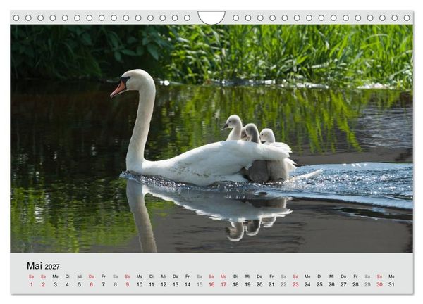 Produktbild: Mit dem Schwan durchs Jahr 2027 (Wandkalender 2027 DIN A4 quer), CALVENDO Monatskalender