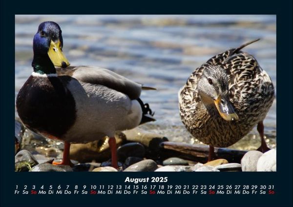 Produktbild: Enten 2025 Fotokalender DIN A4