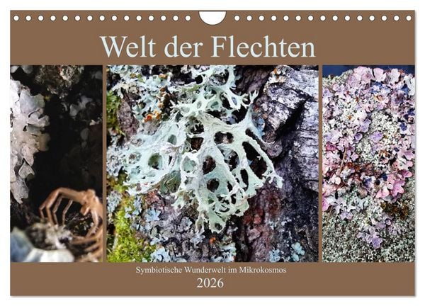 Produktbild: Welt der Flechten (Wandkalender 2026 DIN A4 quer), CALVENDO Monatskalender