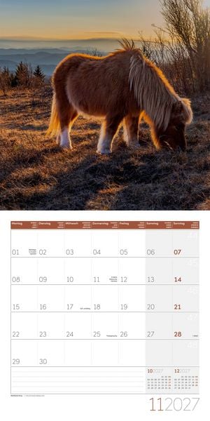 Produktbild: Pferde Kalender 2027 - 30x30 - Art12