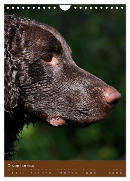 Produktbild: Curly Coated Retriever 2026 (Wandkalender 2026 DIN A4 hoch), CALVENDO Monatskalender