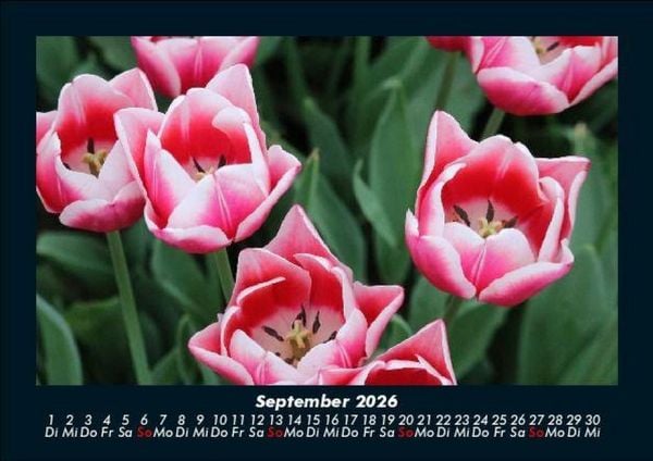 Produktbild: Pflanzen und Bl&uuml;ten 2026 Fotokalender DIN A5