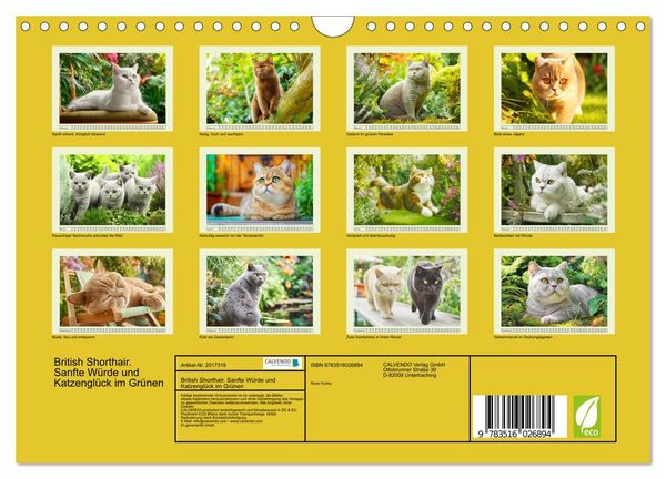 Produktbild: British Shorthair. Sanfte W&uuml;rde und Katzengl&uuml;ck im Gr&uuml;nen (Wandkalender 2026 DIN A4 quer), CALVENDO Monatskalender