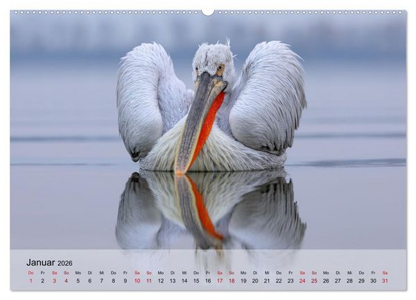 Produktbild: Krauskopfpelikane (hochwertiger Premium Wandkalender 2026 DIN A2 quer), Kunstdruck in Hochglanz