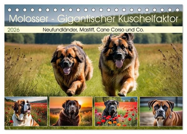 Produktbild: Molosser - Gigantischer Kuschelfaktor (Tischkalender 2026 DIN A5 quer), CALVENDO Monatskalender