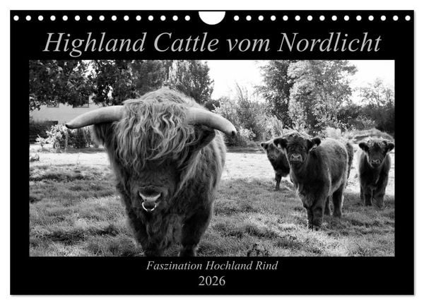 Produktbild: Highland Cattle vom Nordlicht - Faszination Hochland Rind (Wandkalender 2026 DIN A4 quer), CALVENDO Monatskalender