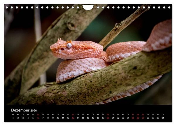 Produktbild: Costa Rica. Faszinierende Tierwelt (Wandkalender 2026 DIN A4 quer), CALVENDO Monatskalender