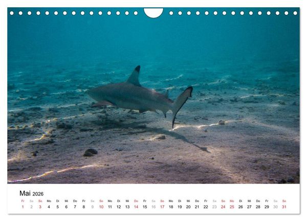 Produktbild: Unterwasserwelt der Malediven III (Wandkalender 2026 DIN A4 quer), CALVENDO Monatskalender