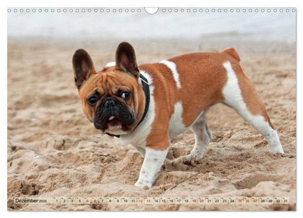 Produktbild: Bulldoggen - Englische und Franz&ouml;sische Bulldoggen (Wandkalender 2026 DIN A3 quer), CALVENDO Monatskalender