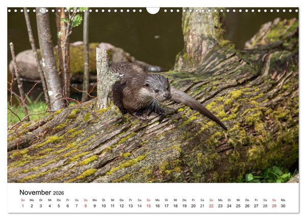 Produktbild: Wilde Tiere unserer Heimat (Wandkalender 2026 DIN A3 quer), CALVENDO Monatskalender