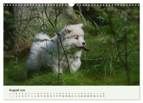 Produktbild: Kleine Samojeden - Eisb&auml;rchen Abenteuer im M&auml;rchenwald (Wandkalender 2026 DIN A3 quer), CALVENDO Monatskalender