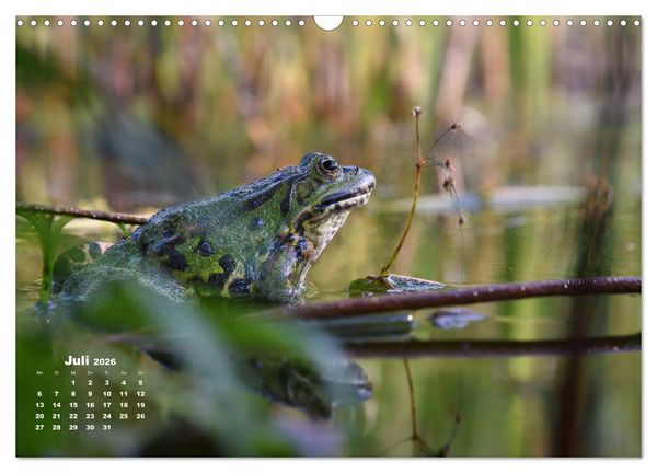 Produktbild: Gl&uuml;ckliche Fr&ouml;sche (Wandkalender 2026 DIN A3 quer), CALVENDO Monatskalender