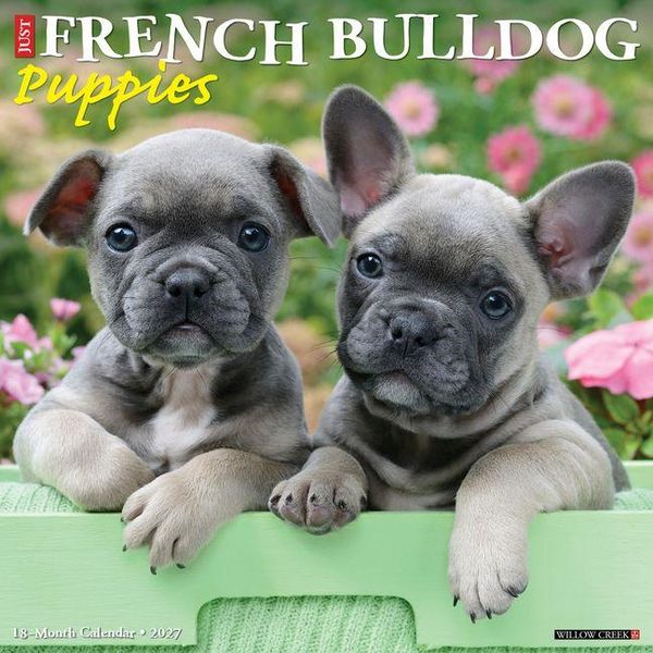 Produktbild: French Bulldog Puppies 2027 12 X 12 Wall Calendar