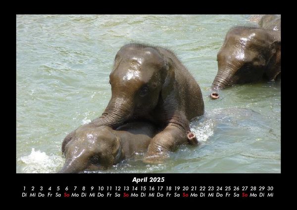 Produktbild: Elefanten - Die sanften Riesen Afrikas 2025 Fotokalender DIN A3