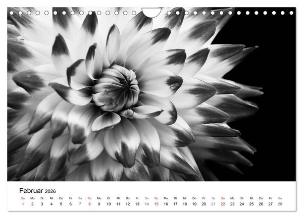 Produktbild: Blumen 2026, Schwarz-Wei&szlig; (Wandkalender 2026 DIN A4 quer), CALVENDO Monatskalender