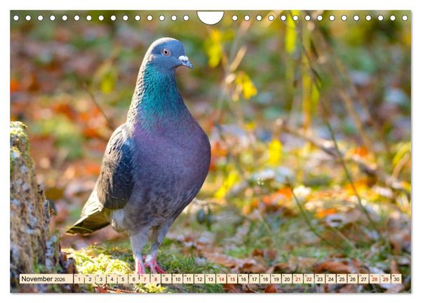 Produktbild: Heimische V&ouml;gel - Im Wald, im Garten und auf der Wiese (Wandkalender 2026 DIN A4 quer), CALVENDO Monatskalender