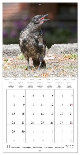 Produktbild: Crow Babies - Black, cute & always hungry (Wall Calendar 2027 12 &times; 12 Inch) CALVENDO 12 Month Wall Calendar
