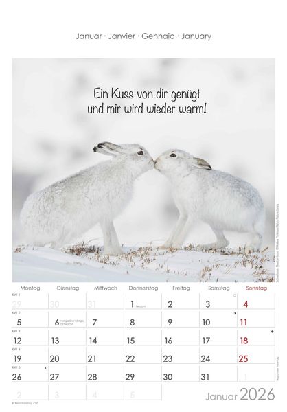 Produktbild: Kleine Freunde 2026 - Bildkalender 23,7x34 cm - Kalender mit Platz für Notizen - mit vielen Zusatzinformationen - Wandkalender - Alpha Edition