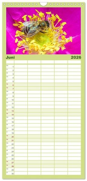 Produktbild: Familienplaner 2026 - INSEKTEN - Makrofotografie in freier Natur mit 5 Spalten (Wandkalender, 21 x 45 cm) CALVENDO