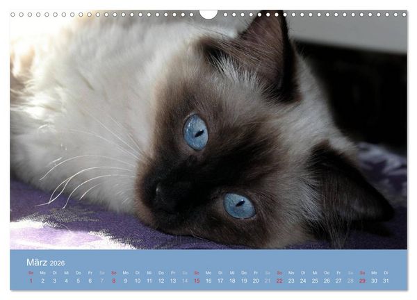 Produktbild: Engel auf 4 Pfoten - Ragdolls 2026 (Wandkalender 2026 DIN A3 quer), CALVENDO Monatskalender