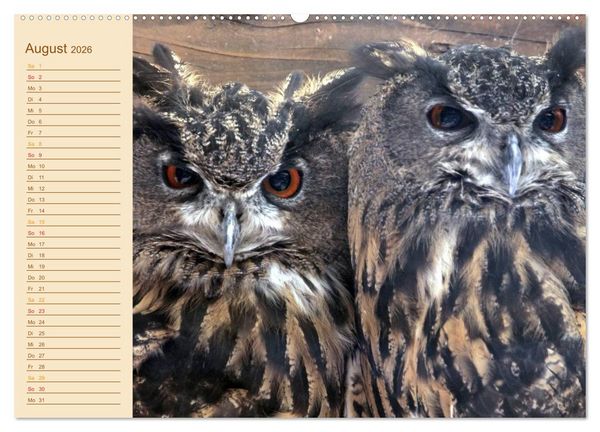 Produktbild: Eulen (Wandkalender 2026 DIN A2 quer), CALVENDO Monatskalender