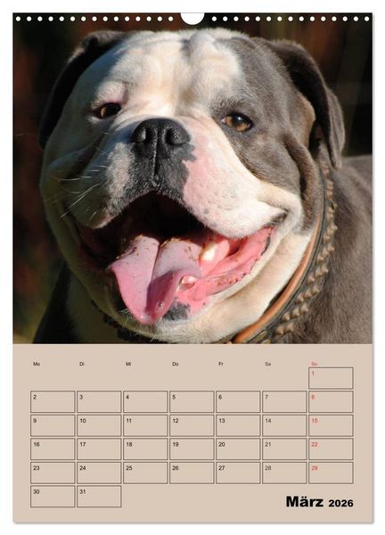 Produktbild: Bulldoggen-Gesichter (Wandkalender 2026 DIN A3 hoch), CALVENDO Monatskalender