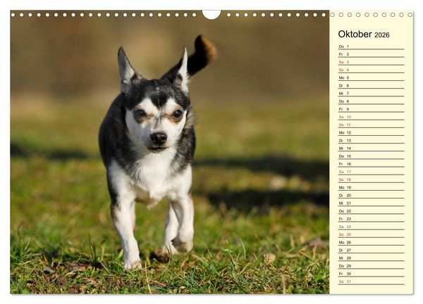 Produktbild: Chihuahua - Kleine Hunde ganz gro&szlig; (Wandkalender 2026 DIN A3 quer), CALVENDO Monatskalender
