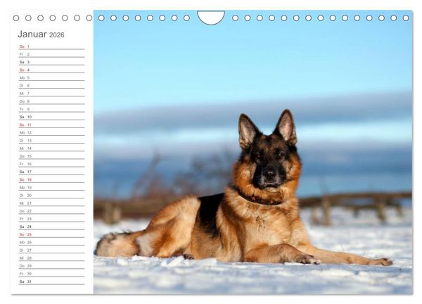 Produktbild: Deutsche Sch&auml;ferhunde Seelentr&ouml;ster (Wandkalender 2026 DIN A4 quer), CALVENDO Monatskalender