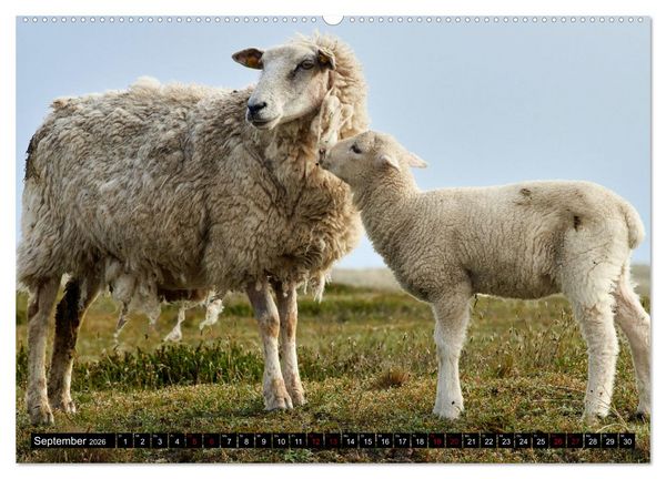 Produktbild: Schafe auf Sylt (hochwertiger Premium Wandkalender 2026 DIN A2 quer), Kunstdruck in Hochglanz