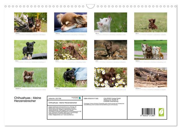 Produktbild: Chihuahuas - kleine Herzensbrecher (Wandkalender 2026 DIN A3 quer), CALVENDO Monatskalender