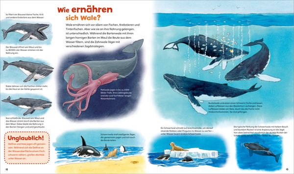 Wale und Delfine / Was ist was junior Bd. 26