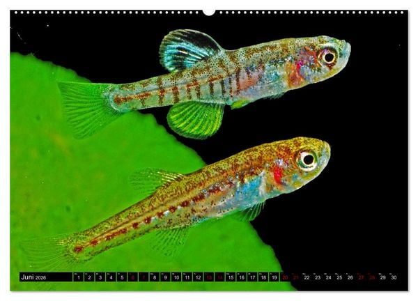 Produktbild: Outdoor-Aquaristik (hochwertiger Premium Wandkalender 2026 DIN A2 quer), Kunstdruck in Hochglanz
