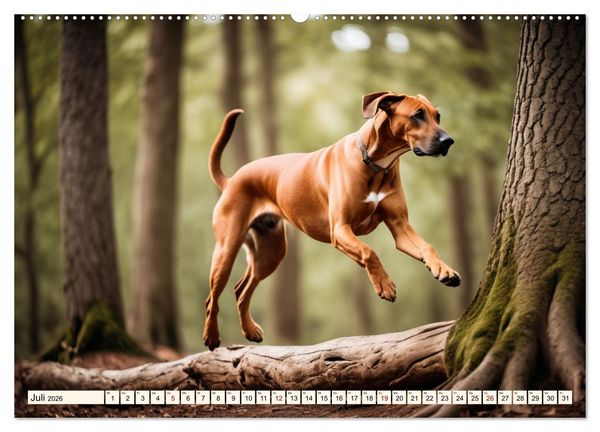 Produktbild: Rhodesian Ridgeback - Athlet mit R&uuml;ckenkamm (Wandkalender 2026 DIN A2 quer), CALVENDO Monatskalender