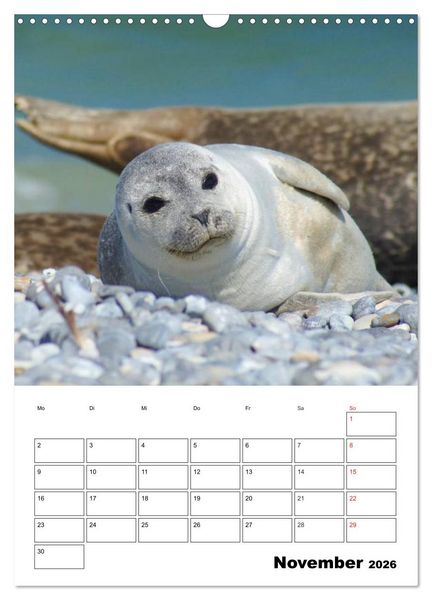 Produktbild: Liebenswerte Robben (Wandkalender 2026 DIN A3 hoch), CALVENDO Monatskalender