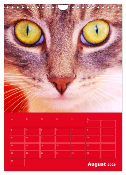 Produktbild: Cat Faces - Charakterstarke Katzengesichter ganz nah (Wandkalender 2026 DIN A4 hoch), CALVENDO Monatskalender
