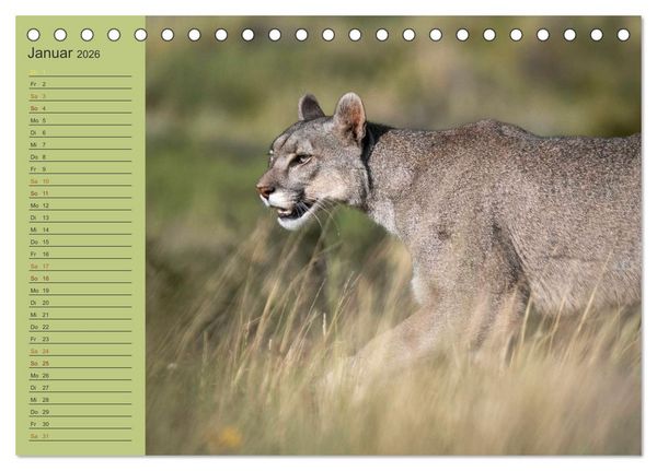 Produktbild: Wildlife S&uuml;damerika (Tischkalender 2026 DIN A5 quer), CALVENDO Monatskalender