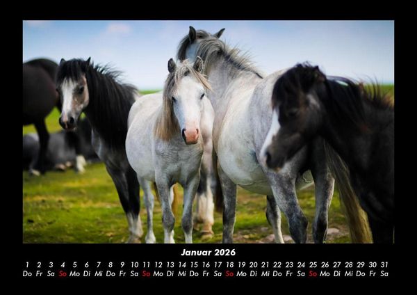 Produktbild: Die Welt der Pferde 2026 Fotokalender DIN A3