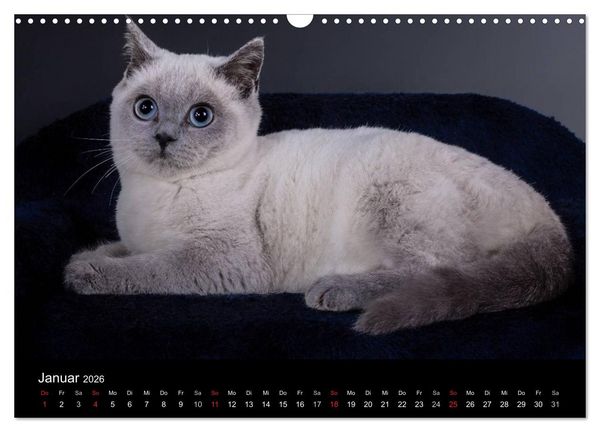Produktbild: Britisch Kurzhaar Katzen (Wandkalender 2026 DIN A3 quer), CALVENDO Monatskalender
