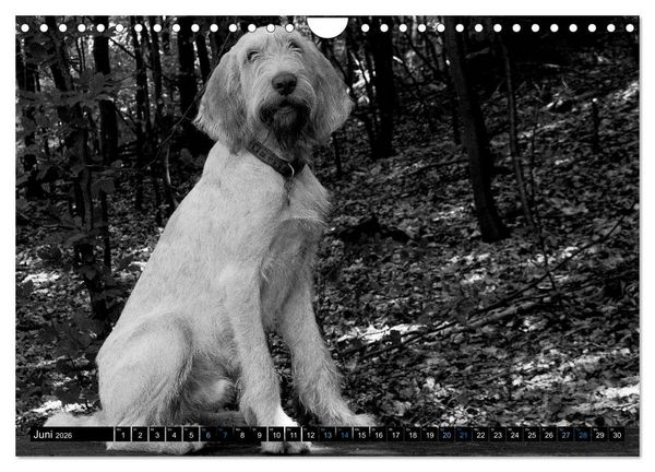 Produktbild: Carissimo Spinone Italiano (Wandkalender 2026 DIN A4 quer), CALVENDO Monatskalender