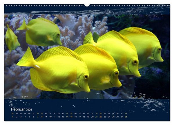 Produktbild: Korallenfische im Lichtschimmer des Meeres (hochwertiger Premium Wandkalender 2026 DIN A2 quer), Kunstdruck in Hochglanz